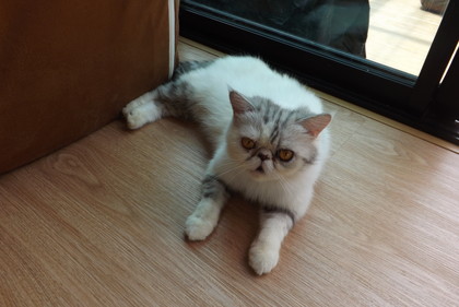 店内の猫